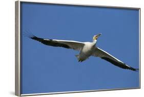 White Pelicans in Flight, Viera Wetlands, Florida-Maresa Pryor-Framed Photographic Print