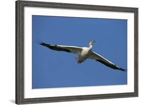 White Pelicans in Flight, Viera Wetlands, Florida-Maresa Pryor-Framed Photographic Print