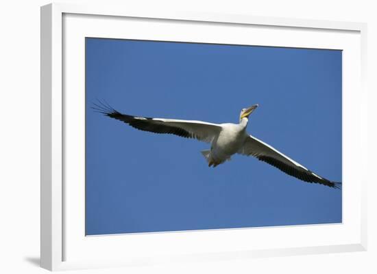 White Pelicans in Flight, Viera Wetlands, Florida-Maresa Pryor-Framed Photographic Print