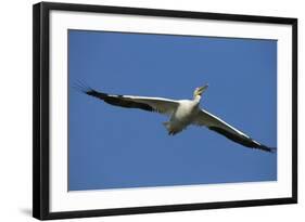 White Pelicans in Flight, Viera Wetlands, Florida-Maresa Pryor-Framed Photographic Print