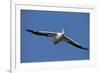 White Pelicans in Flight, Viera Wetlands, Florida-Maresa Pryor-Framed Photographic Print