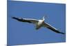 White Pelicans in Flight, Viera Wetlands, Florida-Maresa Pryor-Mounted Photographic Print