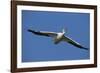 White Pelicans in Flight, Viera Wetlands, Florida-Maresa Pryor-Framed Photographic Print