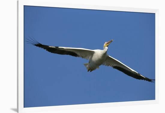 White Pelicans in Flight, Viera Wetlands, Florida-Maresa Pryor-Framed Photographic Print