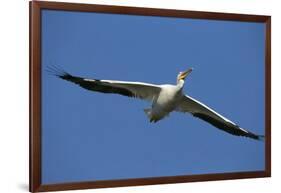 White Pelicans in Flight, Viera Wetlands, Florida-Maresa Pryor-Framed Photographic Print