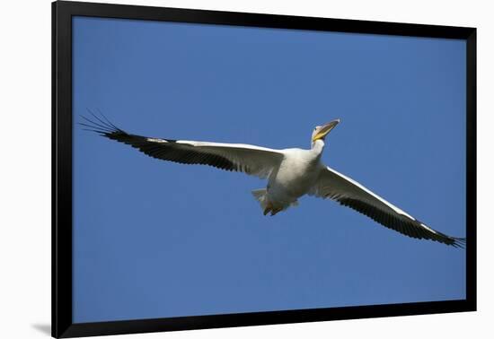 White Pelicans in Flight, Viera Wetlands, Florida-Maresa Pryor-Framed Photographic Print