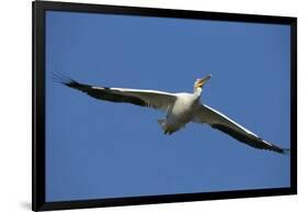 White Pelicans in Flight, Viera Wetlands, Florida-Maresa Pryor-Framed Photographic Print