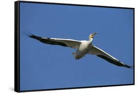 White Pelicans in Flight, Viera Wetlands, Florida-Maresa Pryor-Framed Stretched Canvas