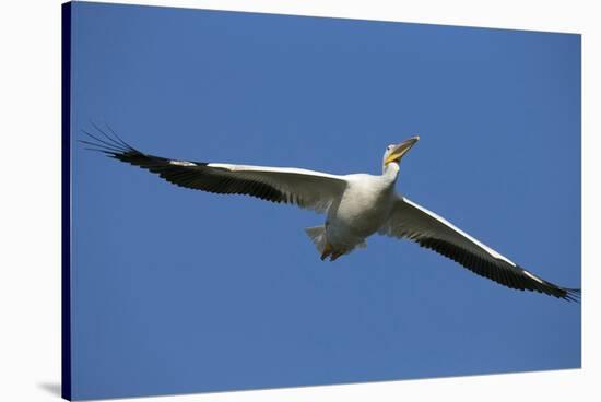 White Pelicans in Flight, Viera Wetlands, Florida-Maresa Pryor-Stretched Canvas