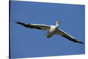 White Pelicans in Flight, Viera Wetlands, Florida-Maresa Pryor-Stretched Canvas