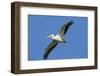 White Pelicans in Flight, Viera Wetlands, Florida-Maresa Pryor-Framed Photographic Print