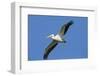 White Pelicans in Flight, Viera Wetlands, Florida-Maresa Pryor-Framed Photographic Print