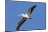 White Pelicans in Flight, Viera Wetlands, Florida-Maresa Pryor-Mounted Photographic Print