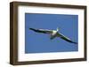 White Pelicans in Flight, Viera Wetlands, Florida-Maresa Pryor-Framed Photographic Print