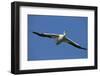 White Pelicans in Flight, Viera Wetlands, Florida-Maresa Pryor-Framed Photographic Print