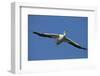 White Pelicans in Flight, Viera Wetlands, Florida-Maresa Pryor-Framed Photographic Print