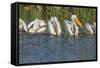 White Pelicans in Line to Begin Feeding, Viera Wetlands Florida, Usa-Maresa Pryor-Framed Stretched Canvas