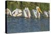 White Pelicans in Line to Begin Feeding, Viera Wetlands Florida, Usa-Maresa Pryor-Stretched Canvas