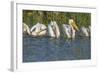 White Pelicans in Line to Begin Feeding, Viera Wetlands Florida, Usa-Maresa Pryor-Framed Photographic Print