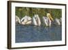 White Pelicans in Line to Begin Feeding, Viera Wetlands Florida, Usa-Maresa Pryor-Framed Photographic Print