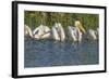 White Pelicans in Line to Begin Feeding, Viera Wetlands Florida, Usa-Maresa Pryor-Framed Photographic Print