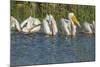 White Pelicans in Line to Begin Feeding, Viera Wetlands Florida, Usa-Maresa Pryor-Mounted Photographic Print