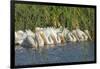 White Pelicans in Line to Begin Feeding, Viera Wetlands, Florida-Maresa Pryor-Framed Photographic Print