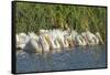 White Pelicans in Line to Begin Feeding, Viera Wetlands, Florida-Maresa Pryor-Framed Stretched Canvas