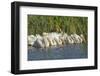 White Pelicans in Line to Begin Feeding, Viera Wetlands, Florida-Maresa Pryor-Framed Photographic Print