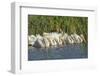 White Pelicans in Line to Begin Feeding, Viera Wetlands, Florida-Maresa Pryor-Framed Photographic Print