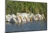 White Pelicans in Line to Begin Feeding, Viera Wetlands, Florida-Maresa Pryor-Mounted Photographic Print