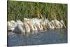 White Pelicans in Line to Begin Feeding, Viera Wetlands, Florida-Maresa Pryor-Stretched Canvas