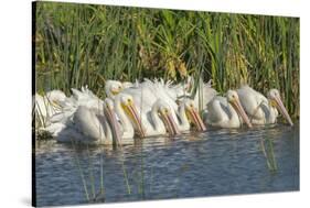 White Pelicans in Line to Begin Feeding, Viera Wetlands, Florida-Maresa Pryor-Stretched Canvas