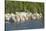 White Pelicans in Line to Begin Feeding, Viera Wetlands, Florida-Maresa Pryor-Stretched Canvas