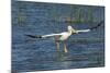 White Pelicans Landing, Viera Wetlands, Florida-Maresa Pryor-Mounted Photographic Print