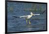 White Pelicans Landing, Viera Wetlands, Florida-Maresa Pryor-Framed Photographic Print