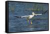 White Pelicans Landing, Viera Wetlands, Florida-Maresa Pryor-Framed Stretched Canvas