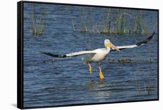 White Pelicans Landing, Viera Wetlands, Florida-Maresa Pryor-Framed Stretched Canvas