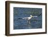 White Pelicans Landing, Viera Wetlands, Florida-Maresa Pryor-Framed Photographic Print