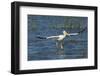 White Pelicans Landing, Viera Wetlands, Florida-Maresa Pryor-Framed Photographic Print