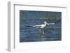 White Pelicans Landing, Viera Wetlands, Florida-Maresa Pryor-Framed Photographic Print
