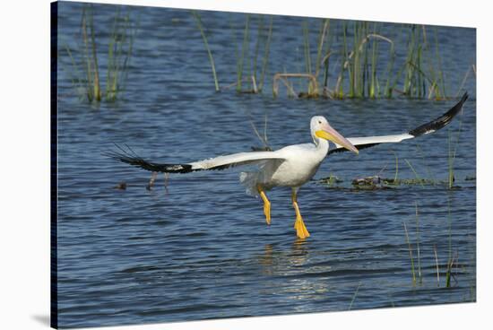 White Pelicans Landing, Viera Wetlands, Florida-Maresa Pryor-Stretched Canvas