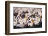 White Pelicans Nesting-Darrell Gulin-Framed Photographic Print