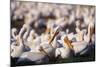 White Pelicans Nesting-Darrell Gulin-Mounted Photographic Print