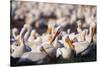 White Pelicans Nesting-Darrell Gulin-Stretched Canvas