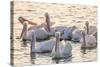 White Pelicans, Pelecanus Erythrorhynchos, Viera Wetlands Florida, USA-Maresa Pryor-Stretched Canvas