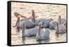 White Pelicans, Pelecanus Erythrorhynchos, Viera Wetlands Florida, USA-Maresa Pryor-Framed Stretched Canvas