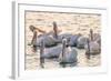 White Pelicans, Pelecanus Erythrorhynchos, Viera Wetlands Florida, USA-Maresa Pryor-Framed Photographic Print