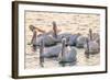 White Pelicans, Pelecanus Erythrorhynchos, Viera Wetlands Florida, USA-Maresa Pryor-Framed Photographic Print