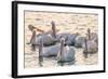 White Pelicans, Pelecanus Erythrorhynchos, Viera Wetlands Florida, USA-Maresa Pryor-Framed Photographic Print